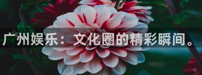 jjb竞技宝app网站